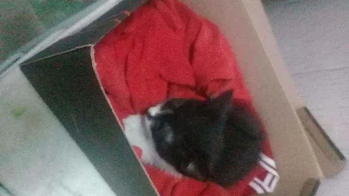 Gato raça Preta e branca  idade 7 a 11 meses nome Mery
