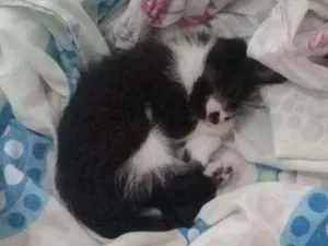 Gato raça Preta e branca  idade 7 a 11 meses nome Mery