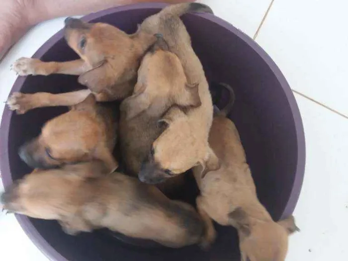 Cachorro ra a Vira lata idade Abaixo de 2 meses nome Sem nome