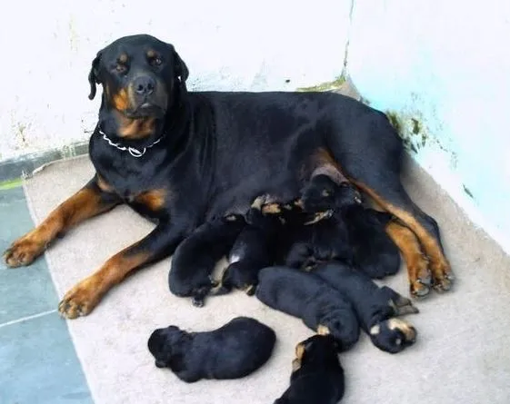 Cachorro ra a Rottweiler idade Abaixo de 2 meses nome Sem nome