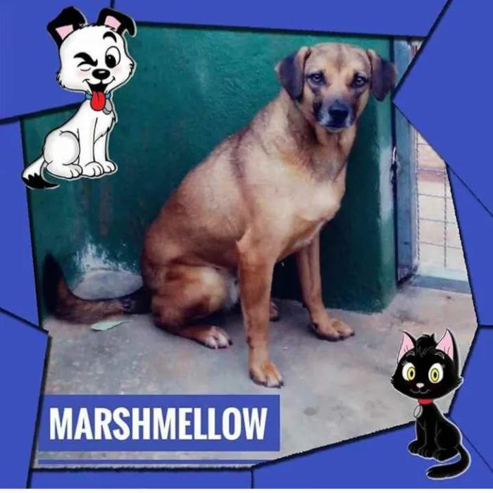 Cachorro ra a Srd idade 5 anos nome Marshmellow