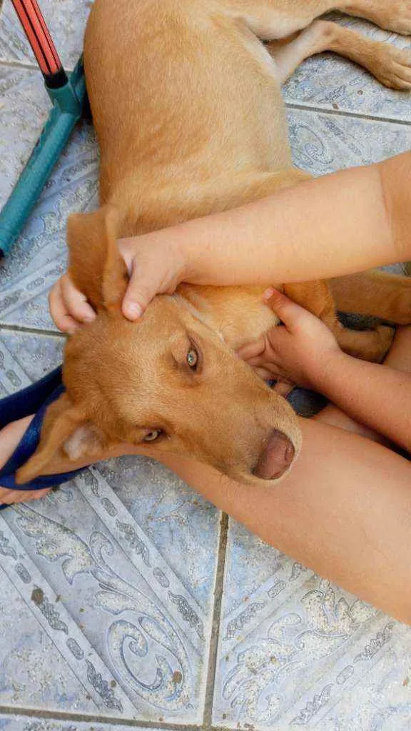 Cachorro raça pai vira lata mãe pastor alemã idade 2 a 6 meses nome iron