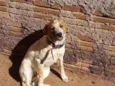 Pandora e belinha