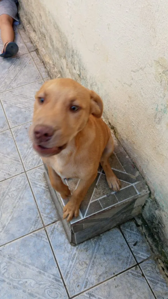 Cachorro raça pai vira lata mãe pastor alemã idade 2 a 6 meses nome iron