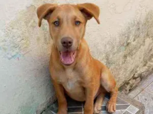 Cachorro raça pai vira lata mãe pastor alemã idade 2 a 6 meses nome iron
