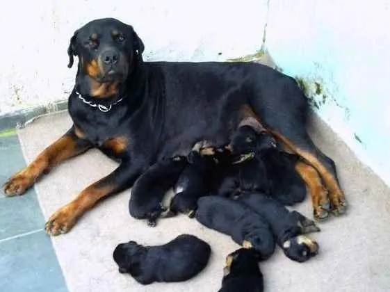 Cachorro ra a Rottweiler idade Abaixo de 2 meses nome Sem nome