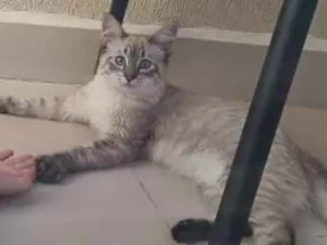 Gato raça Srd idade 2 a 6 meses nome Snarf