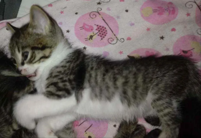 Gato ra a Não possui idade Abaixo de 2 meses nome Denis