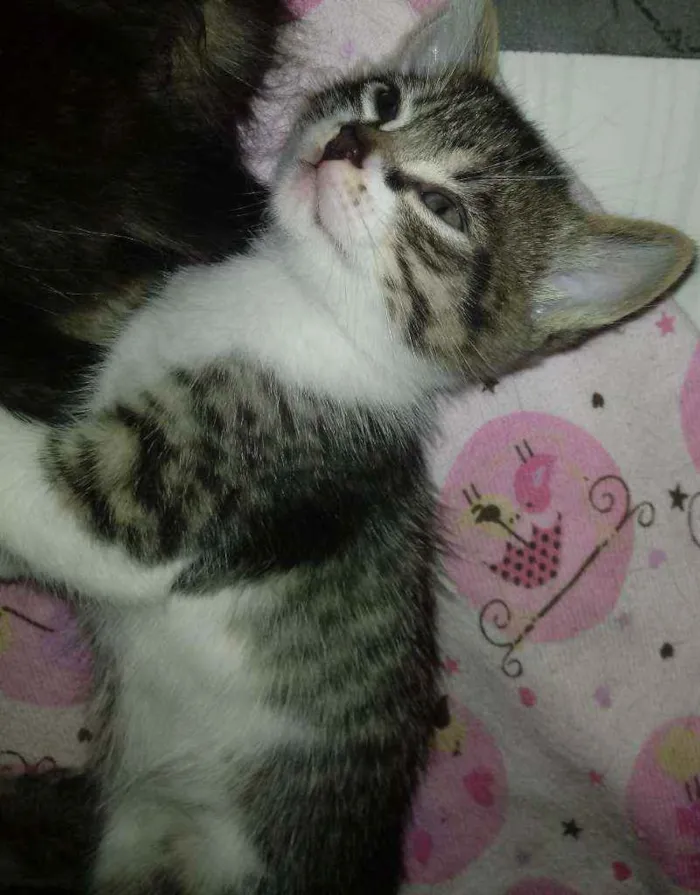 Gato ra a Não possui idade Abaixo de 2 meses nome Denis
