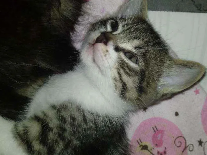 Gato ra a Não possui idade Abaixo de 2 meses nome Denis