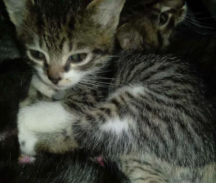 Gato ra a Não tem idade Abaixo de 2 meses nome Gêmeos