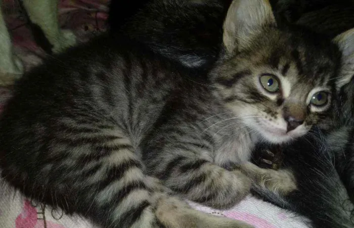 Gato ra a Não tem idade Abaixo de 2 meses nome Gêmeos
