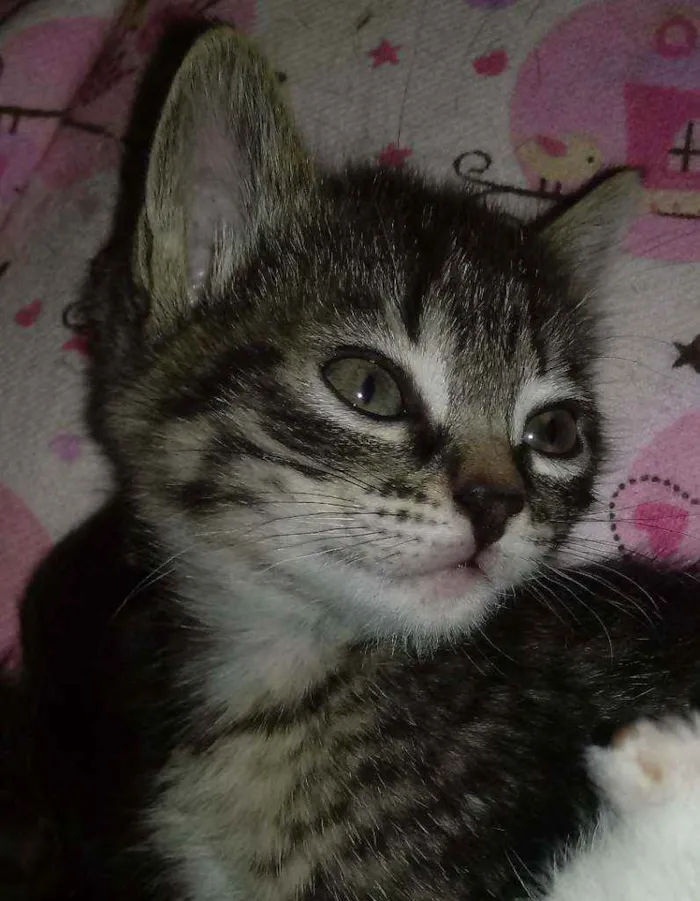 Gato ra a Não tem idade Abaixo de 2 meses nome Gêmeos