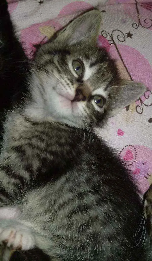 Gato ra a Não tem idade Abaixo de 2 meses nome Gêmeos
