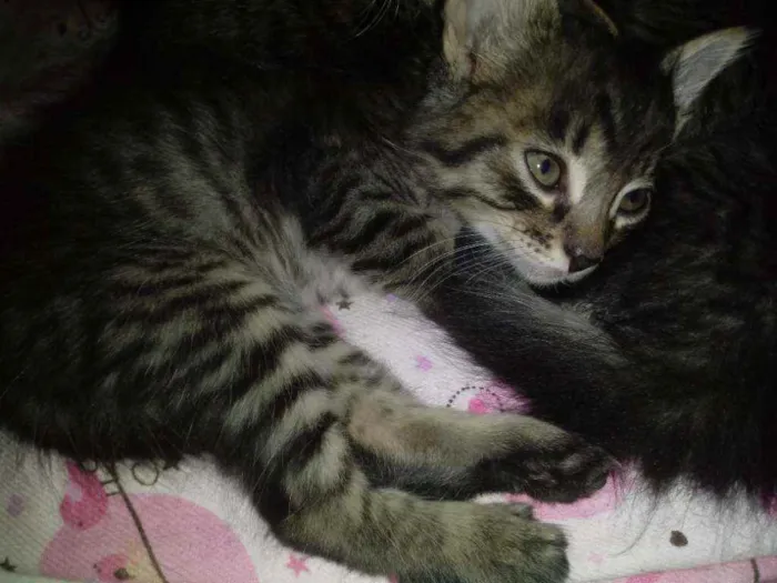 Gato ra a Não tem idade Abaixo de 2 meses nome Gêmeos