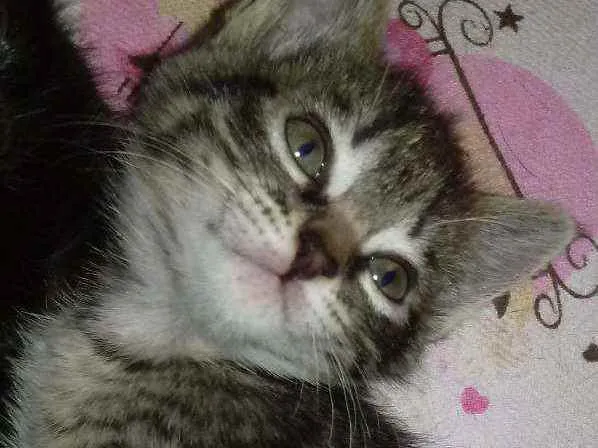 Gato ra a Não tem idade Abaixo de 2 meses nome Gêmeos