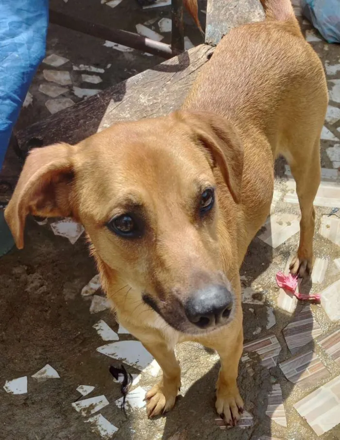 Cachorro ra a srd idade 1 ano nome MEl