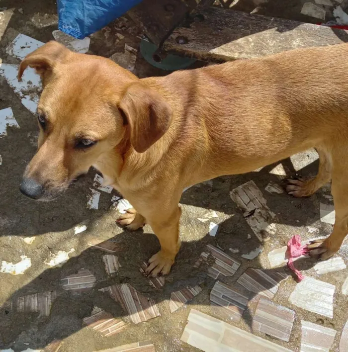 Cachorro ra a srd idade 1 ano nome MEl