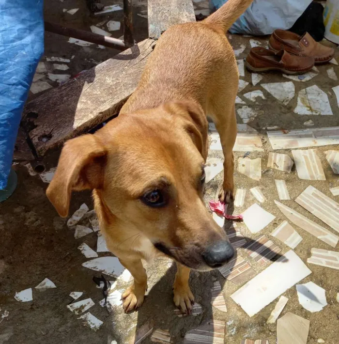 Cachorro ra a srd idade 1 ano nome MEl