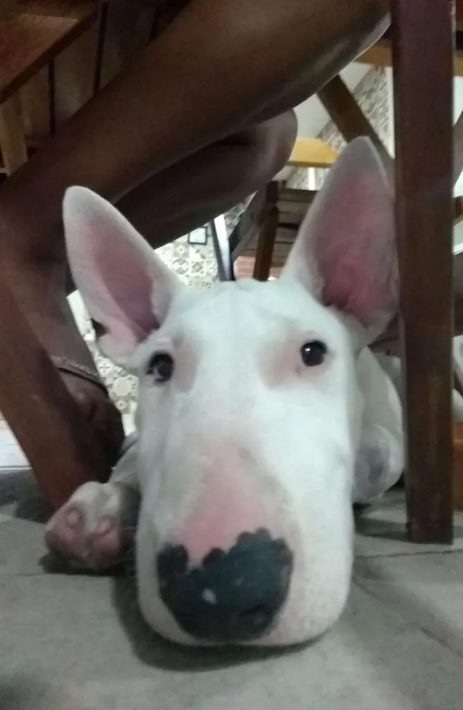 Cachorro ra a Bull terrier idade 7 a 11 meses nome Iron
