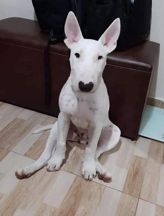 Cachorro ra a Bull terrier idade 7 a 11 meses nome Iron