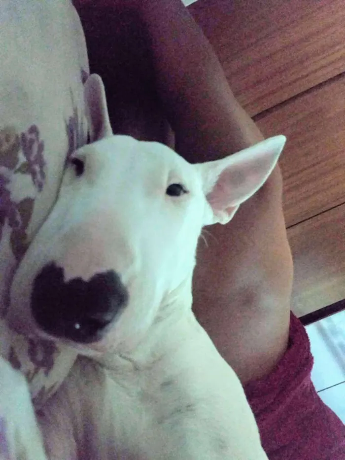 Cachorro ra a Bull terrier idade 7 a 11 meses nome Iron