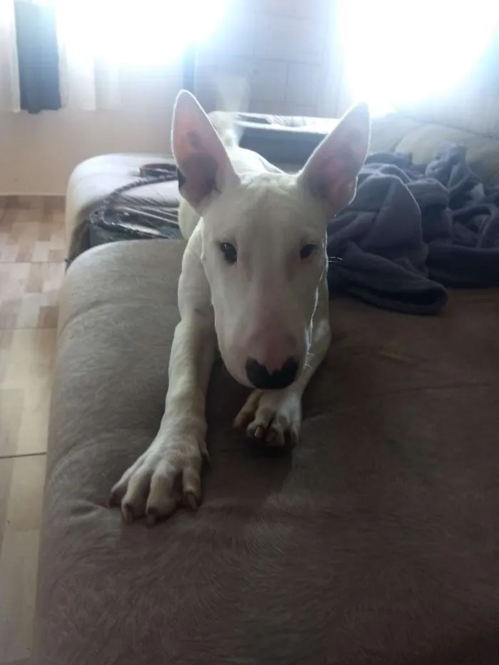 Cachorro ra a Bull terrier idade 7 a 11 meses nome Iron