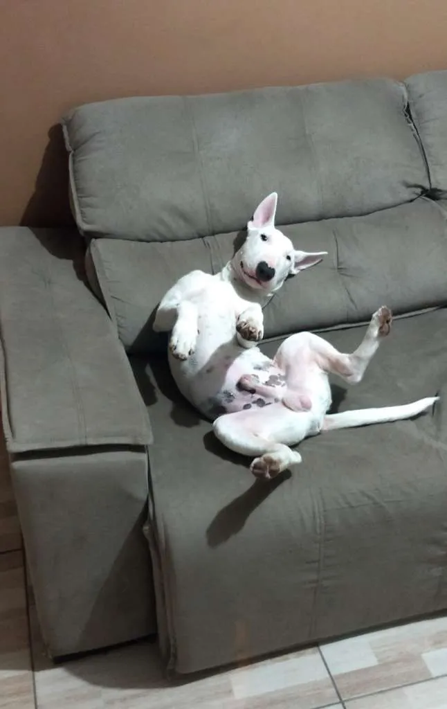 Cachorro ra a Bull terrier idade 7 a 11 meses nome Iron