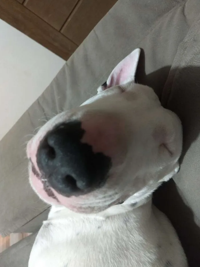 Cachorro ra a Bull terrier idade 7 a 11 meses nome Iron