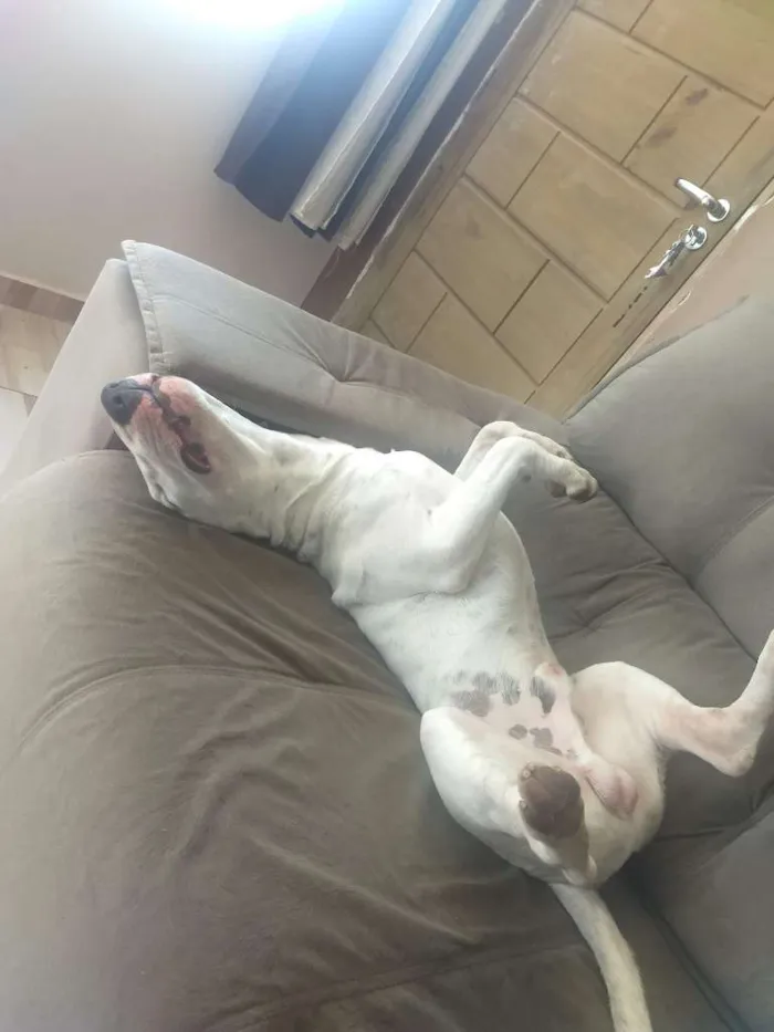 Cachorro ra a Bull terrier idade 7 a 11 meses nome Iron