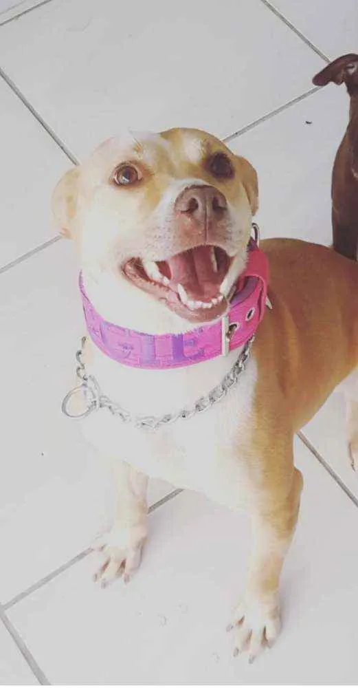 Cachorro ra a Não definida idade 5 anos nome Maggie