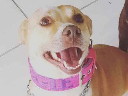 Cachorro ra a Não definida idade 5 anos nome Maggie