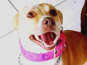 Cachorro raça Não definida idade 5 anos nome Maggie