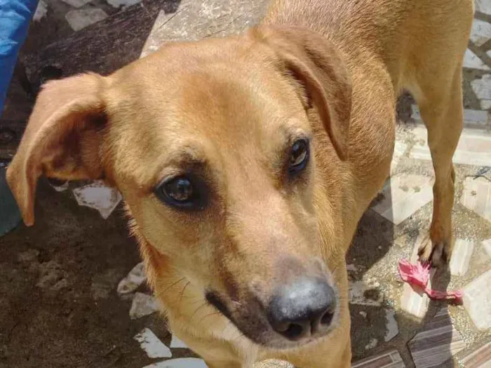 Cachorro ra a srd idade 1 ano nome MEl