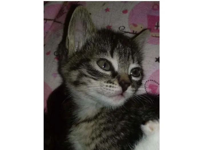 Gato ra a Não tem idade Abaixo de 2 meses nome Gêmeos