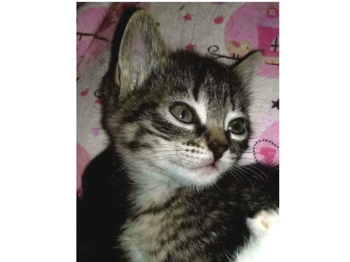 Gato ra a Não tem idade Abaixo de 2 meses nome Gêmeos