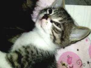 Gato raça Não possui idade Abaixo de 2 meses nome Denis