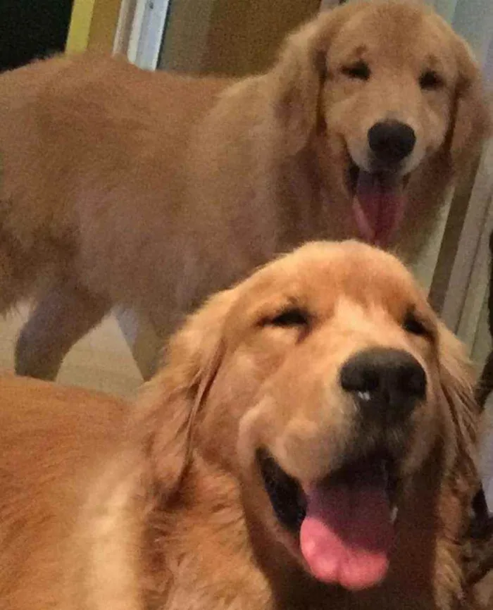 Cachorro raça Golden  idade 4 anos nome Thor e Zeus 