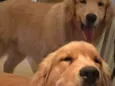 Cachorro raça Golden  idade 4 anos nome Thor e Zeus 