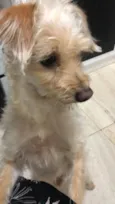 Toy