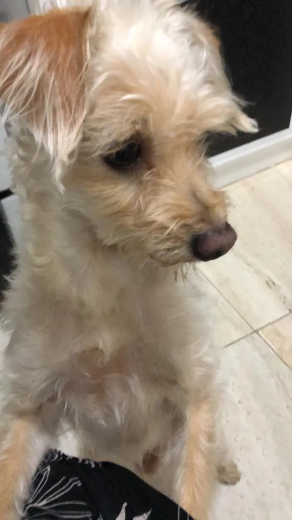 Cachorro ra a Poodle mistura idade 2 anos nome Toy