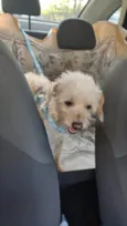 Toy