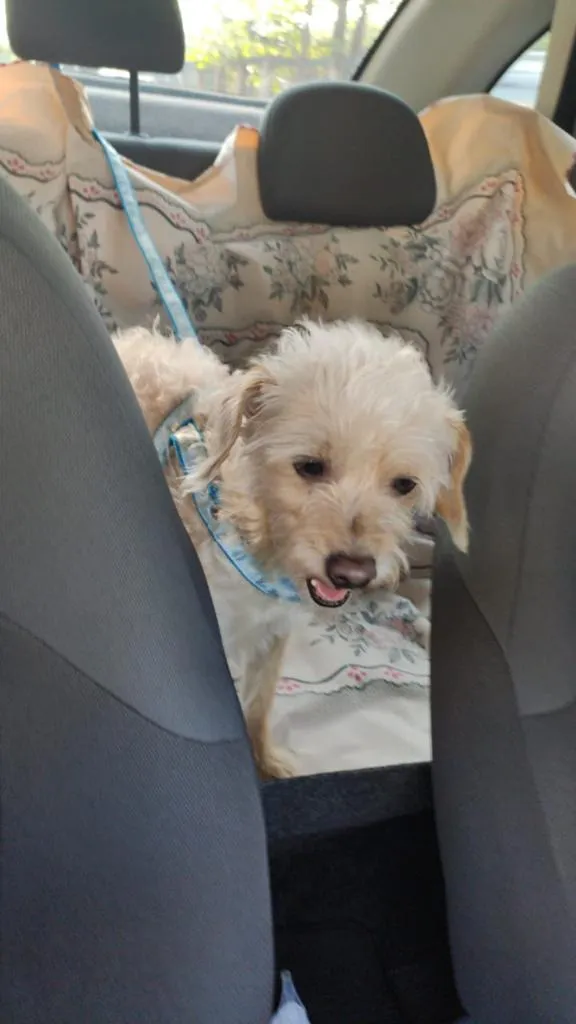 Cachorro ra a Poodle mistura idade 2 anos nome Toy