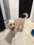 Toy