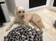 Toy