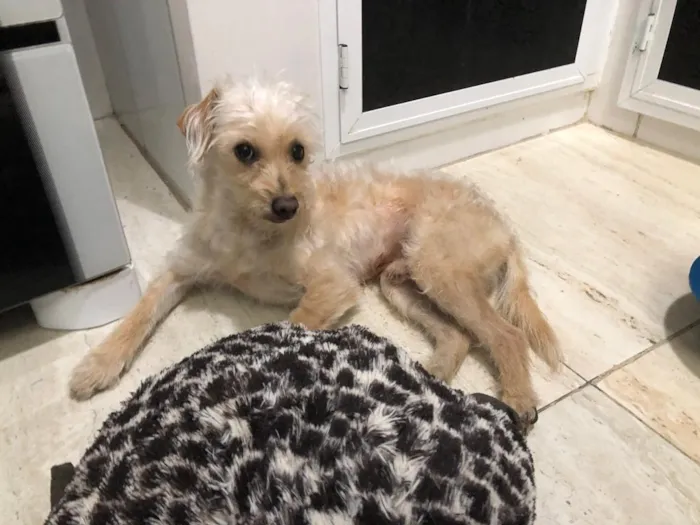 Cachorro ra a Poodle mistura idade 2 anos nome Toy