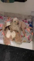Toy
