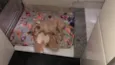 Toy