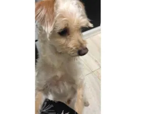 Cachorro raça Poodle mistura idade 2 anos nome Toy