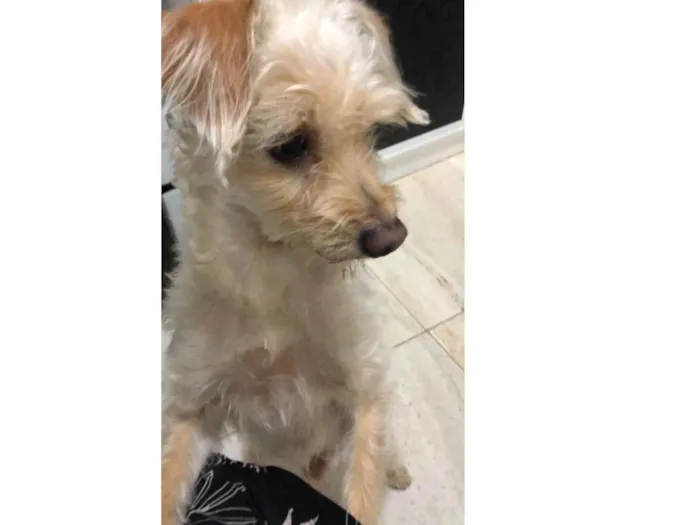 Cachorro ra a Poodle mistura idade 2 anos nome Toy